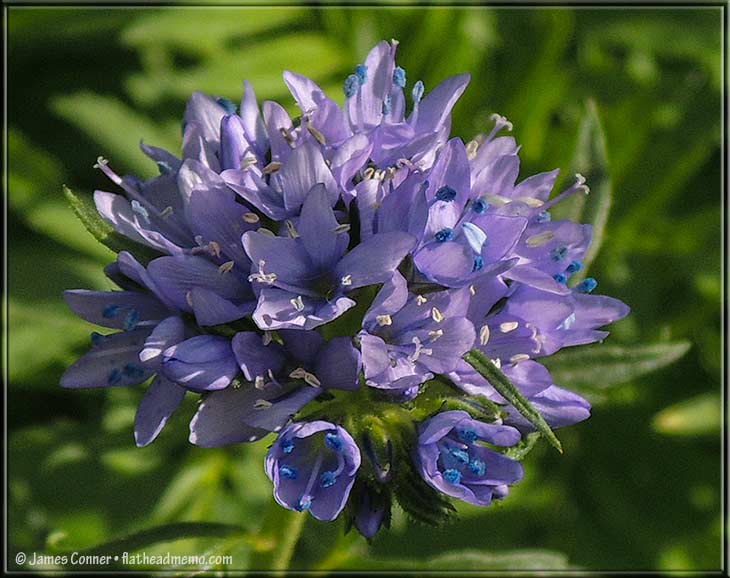little_blue_flower