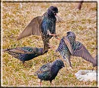 Fighting starlings, by James Conner.
